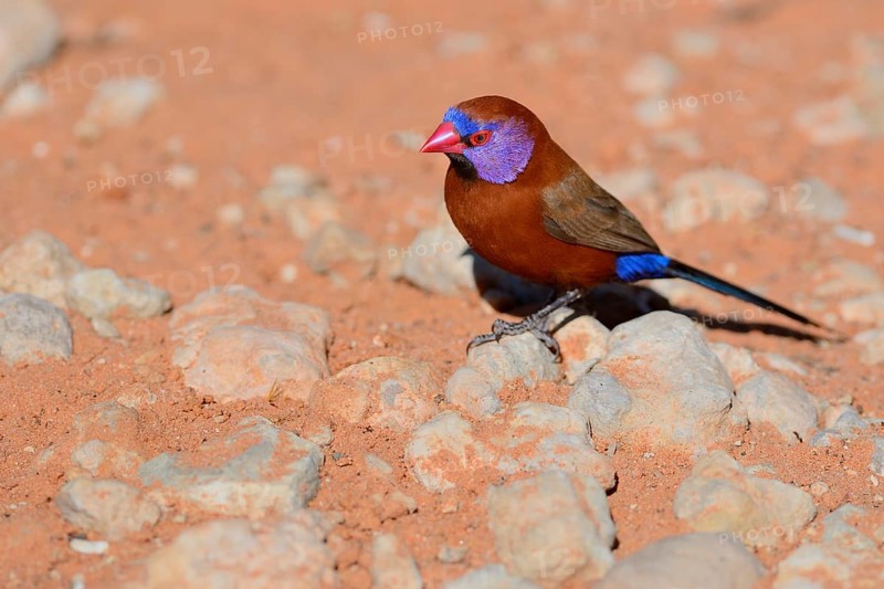 Violet-eared Waxbill (Uraeginthus granatina)