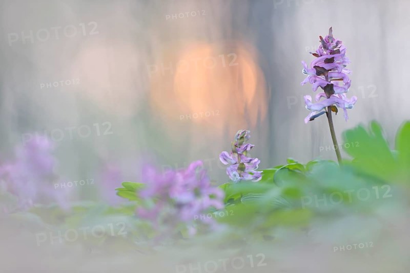 Hollowroot (Corydalis cava)