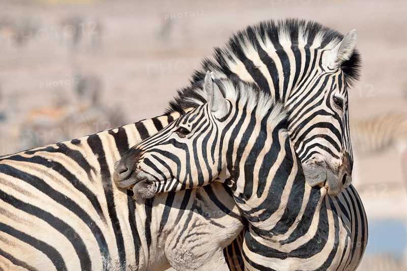Two Burchell's Zebras (Equus burchelli)
