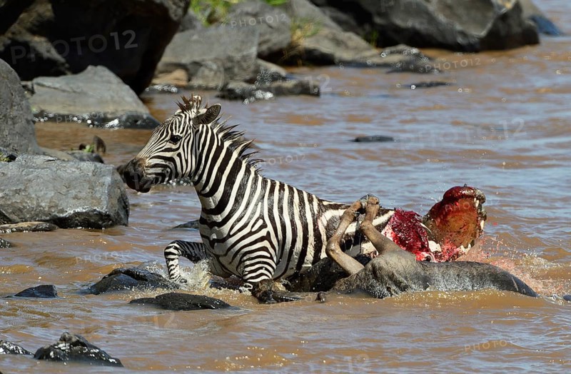 Plains Zebra (Equus guagga)