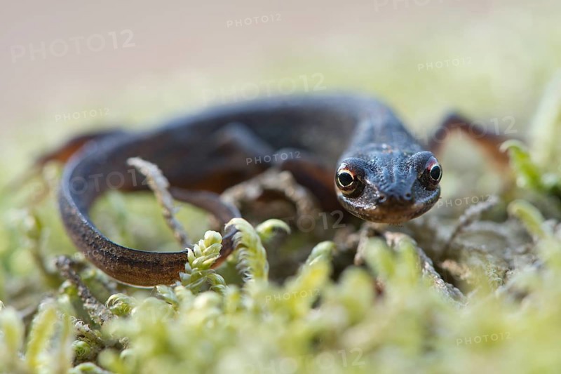 Smooth Newt (Lissotritron vulgaris)