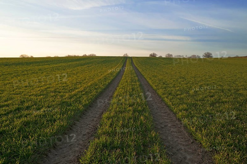 Sprouting field of Wheat (Triticum aestivum) with tracks