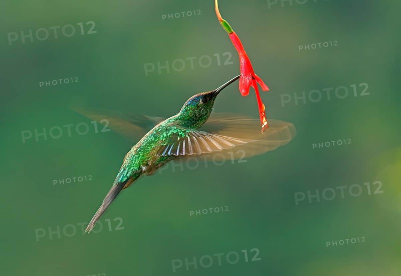 Violet-capped woodnymph (Thalurania glaucopis) drinking at a flower