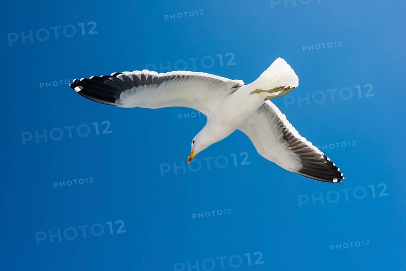 Kelp Gull (Larus dominicanus)