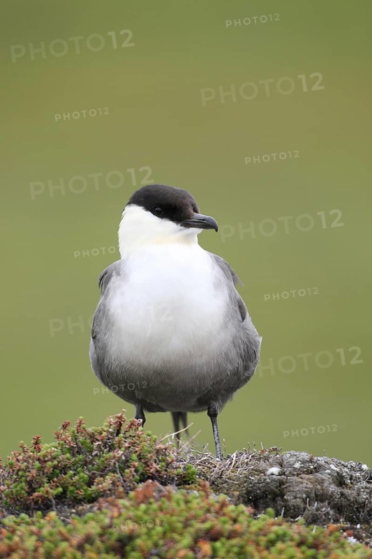 Long-tailed jaeger (Stercorarius longicaudus)
