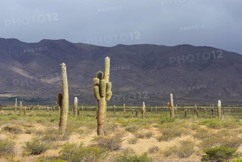 Plateau with Echinopsis atacamensis cacti