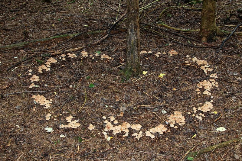 Collybia confluens mushrooms form a so-called fairy ring