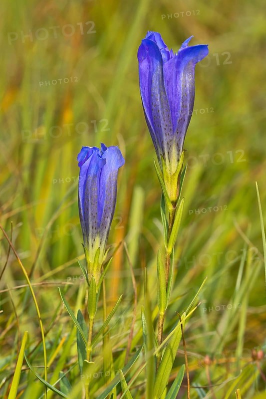 Marsh gentian (Gentiana pneumonanthe)