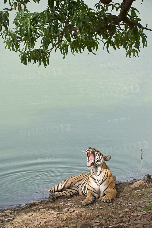 Bengal Tiger (Panthera tigris tigris) resting at a water hole