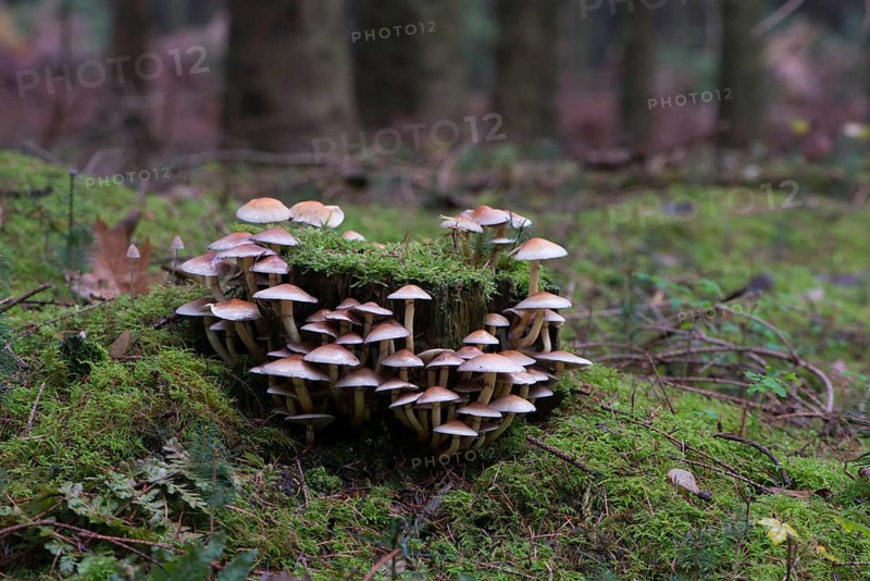 Sulphur Tufts (Hypholoma fasciculare)