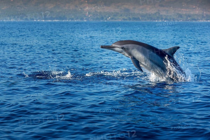 Indo-pacific Bottlenose Dolphin (Tursiops aduncus)