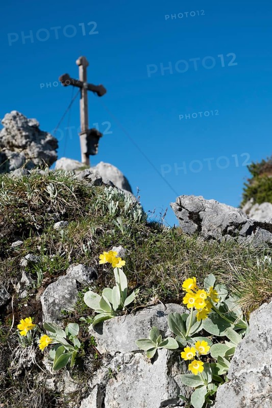 Auricula (Primula auricula) in front of the summit cross of Mt Brettgabel