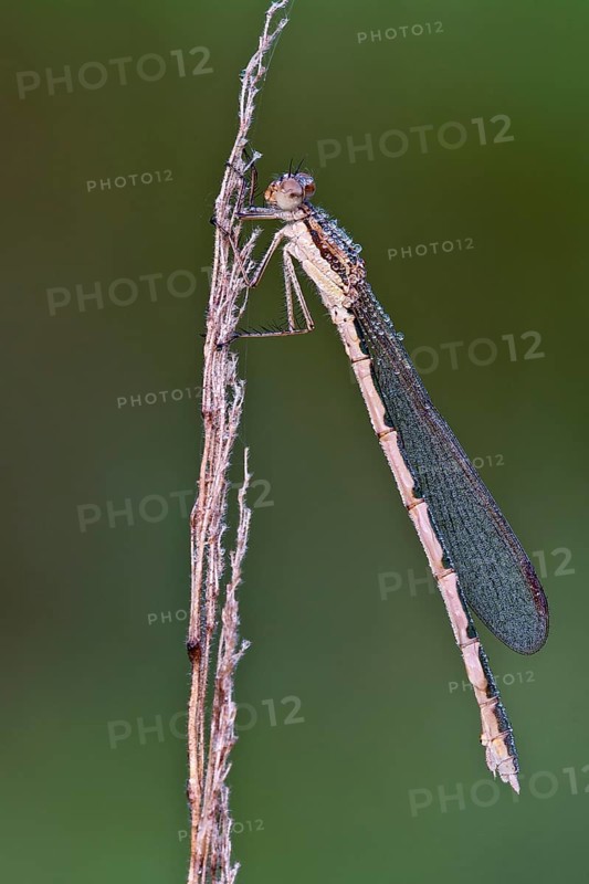 Common Winter Damselfly (Sympecma fusca)