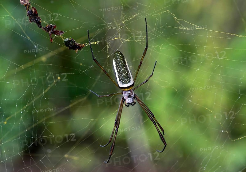 Golden Silk Orbweaver (Nephila clavipes)