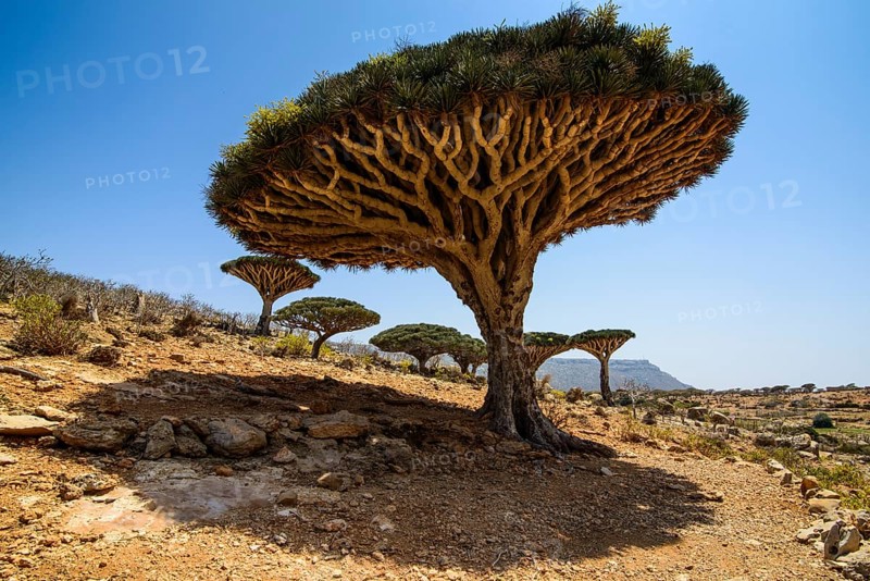 Socotra Dragon Trees or Dragon Blood Trees (Dracaena cinnabari)