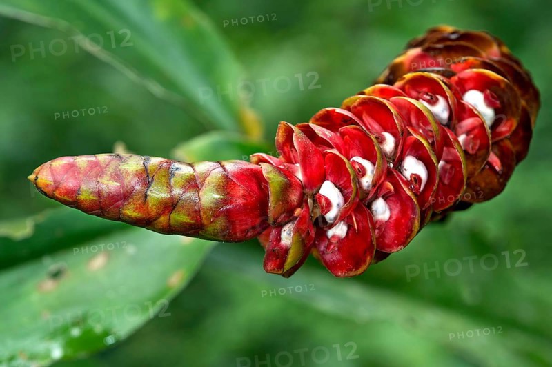 Red Spiral Ginger or Costus plant (Costus sp.) flower