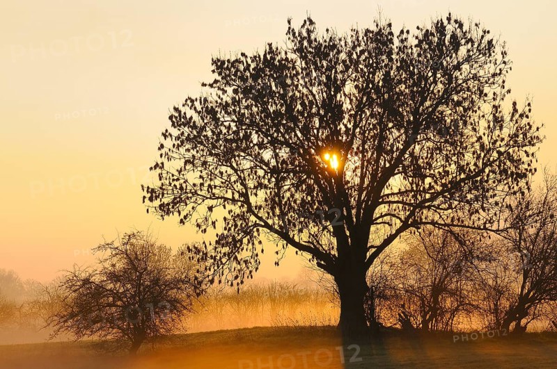 Old Ash tree (Fraxinus excelsior) at sunrise