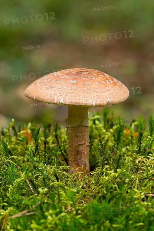Blusher (Amanita rubescens)