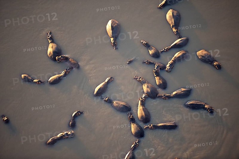 Hippos (Hippopotamus amphibicus)