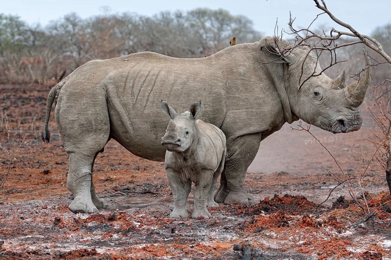 White Rhinoceros (Ceratotherium simum) with calf