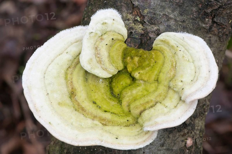 Hairy Bracket (Trametes hirsuta)