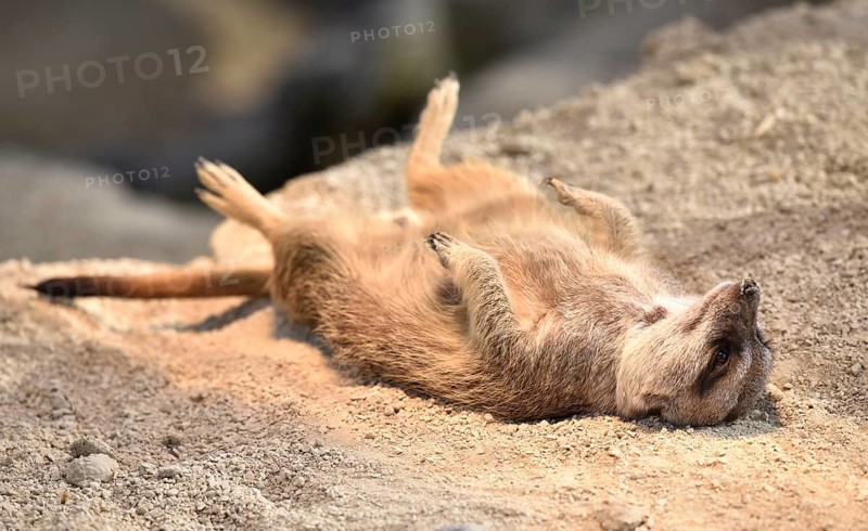 Meerkat (Suricata suricatta)