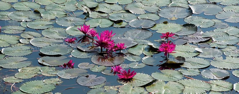 Lotus flowers (Nelumbo)