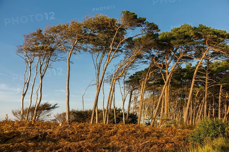 European beeches (Fagus sylvatica) and Scots pine (Pinus sylvestris)