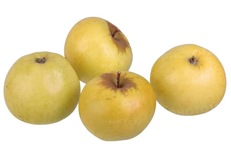 Apple variety Landsberg Rennet
