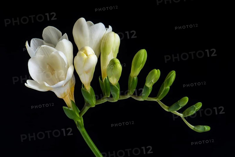 White Freesia (Freesia)