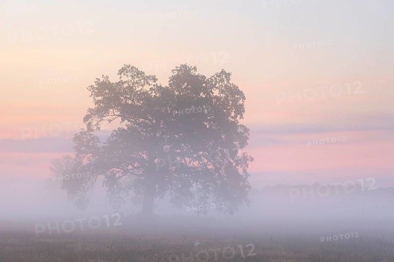 Solitaire Oak