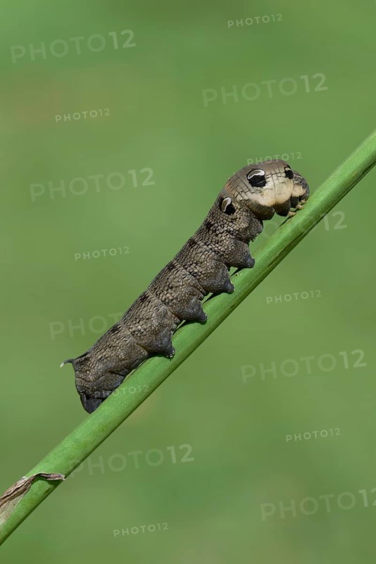 Caterpillar