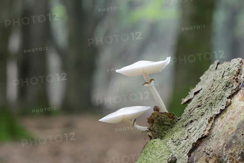 Porcelain Fungus (Oudemansiella mucida)