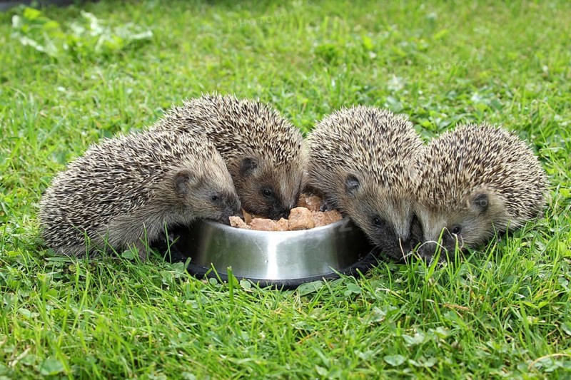 Hedgehog (Erinaceus europaeus)