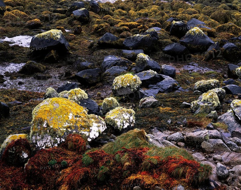 Colourful seaweed