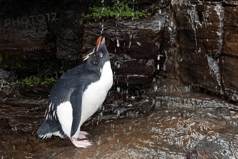 Rockhopper Penguin (Eudyptes chrysocome) drinking from a fresh water shower