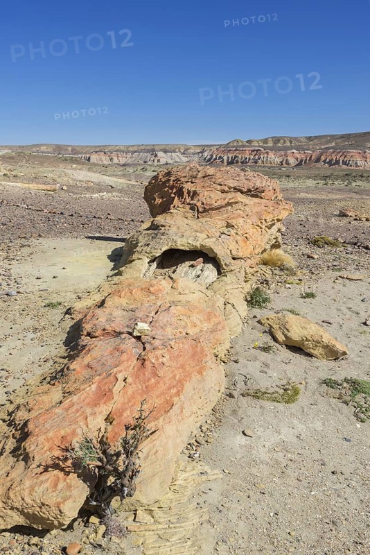 Petrified forest Bosque Petrificado National Monument