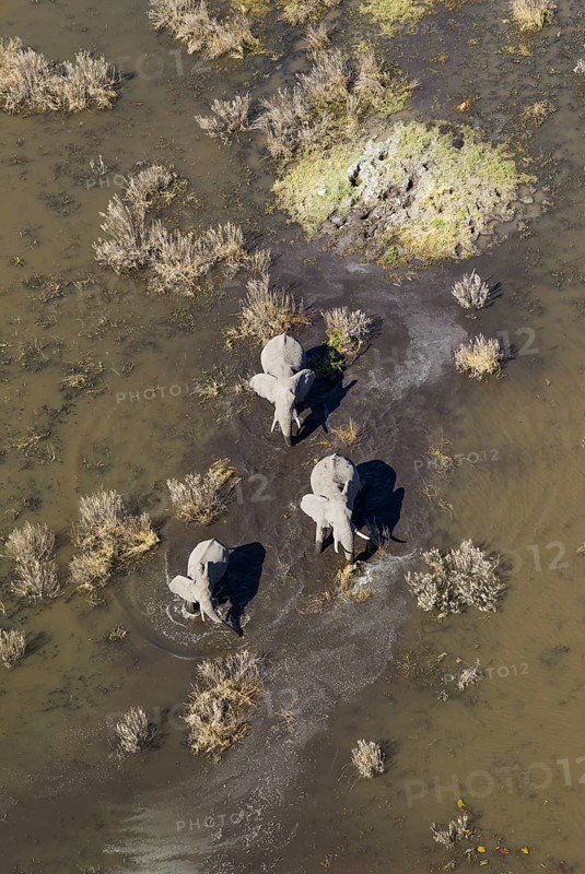 African Elephants (Loxodonta africana)