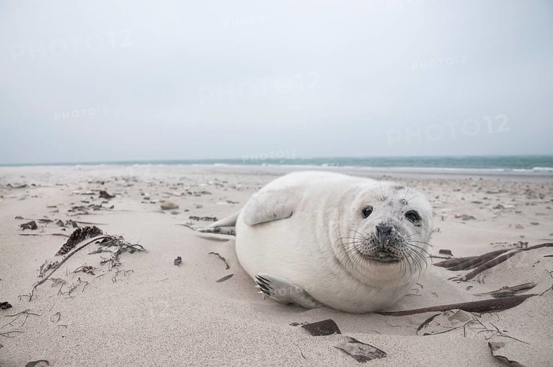 Grey seal (Halichoerus grypus)