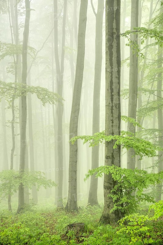 Beech forest
