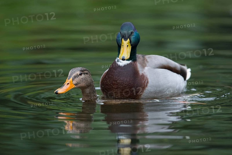 Mallards (Anas platyrhinchos)