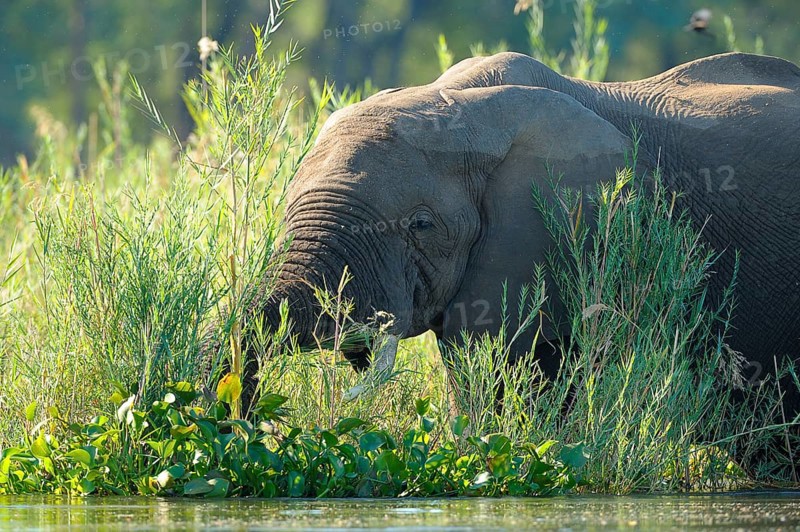 African Elephant (Loxodonta africana) feeding at the water's Edge