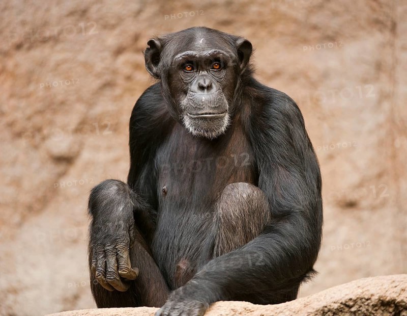 Western Chimpanzee or West African Chimpanzee (Pan troglodytes verus)