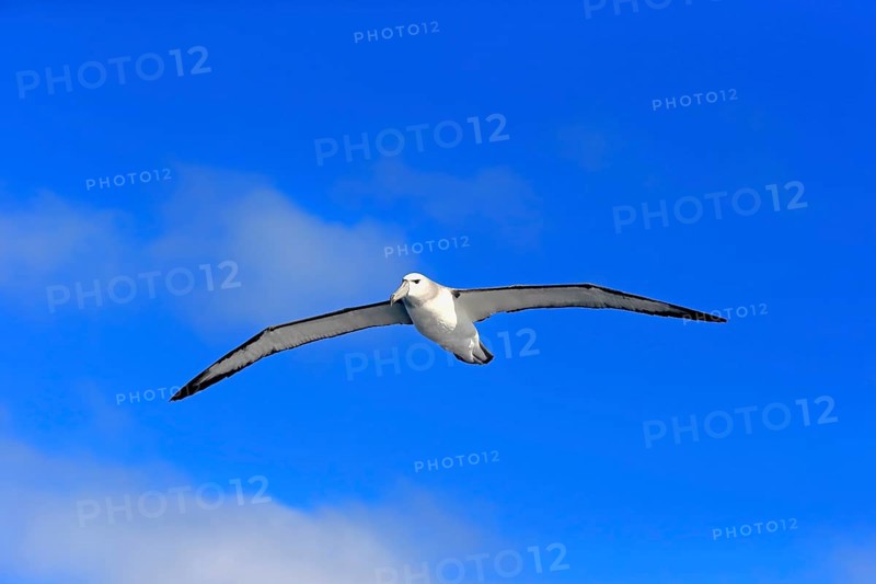 Shy albatross (Thalassarche cauta)