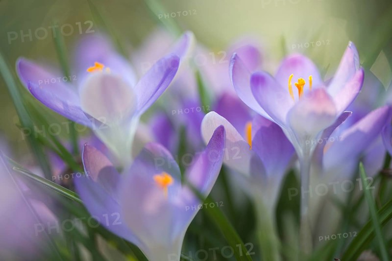 Woodland crocuses (Crocus tommasinianus)