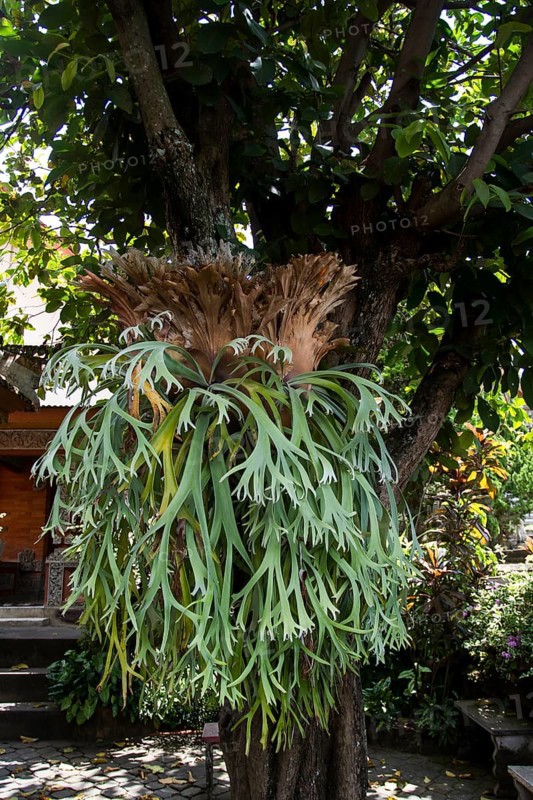 Staghorn Fern (Platycerium coronarium)