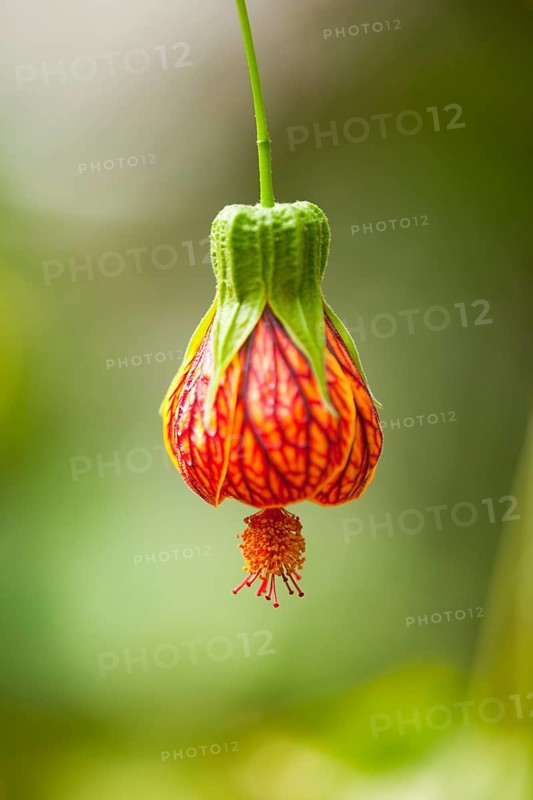 Redvein Abutilon (Abutilon pictum)