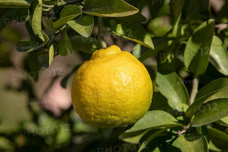 Citrus sulcata (Citrus sulcata)