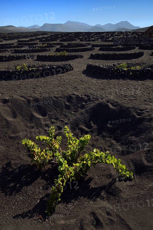 Worldwide unique cultivation method