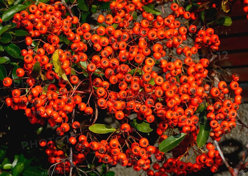 Firethorn (Pyracantha sp.)